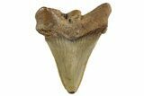 Serrated Angustidens Tooth - Megalodon Ancestor #321682-1